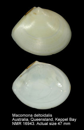 Macomona deltoidalis.jpg - Macomona deltoidalis(Lamarck,1818)